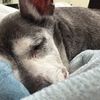 iheartmydog26
