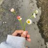 estehmanis_49