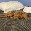 cappucinothecavapoo