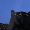 dragonary17