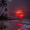beachbum4136