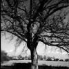 arbre_noir