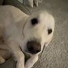 mydoggolilly