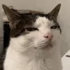 meozotri1231