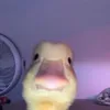 williboi0