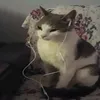 .a5tu