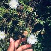 malaika940
