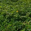 arrietty09