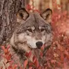 tyro_northwind