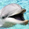 delfinunuk