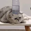 zyooooooooooo