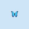 .buttxerfly