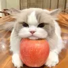 hooghnh
