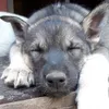 nordicfundogs