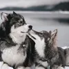 wolf_86.1