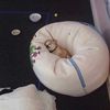 ilovemycats7777