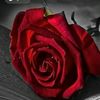 velvetedge