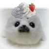 harborseal15
