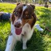 jimitheaussie