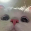 notcoraleyn
