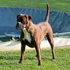 boxerdog_flora