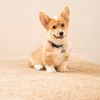 carlpthecorgi