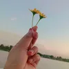 winner..rose