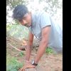 rokingbiju