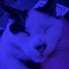 pedro_kittymeow