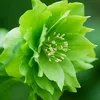 annhien291291