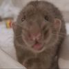 rat_luvr