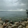 loriscas