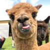 lollykate