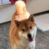 tinkertheshiba