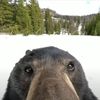 afairyfeller