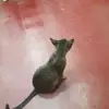 snnylgh