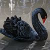 blackswan31758