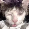 yumlovecat