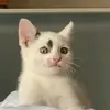 offbwaygoblin