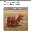 stewardhail