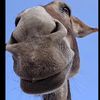 geezood_79