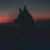 mrlonewolfman