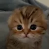jt.gdg