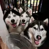 huskytrio10