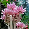 vietnhat.3
