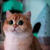 www.tiktok.comfadouael