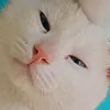 qiqooqqooqoqoqoq