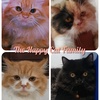 thehappycatfam