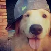 shineefv
