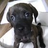 prettygirlcocoa